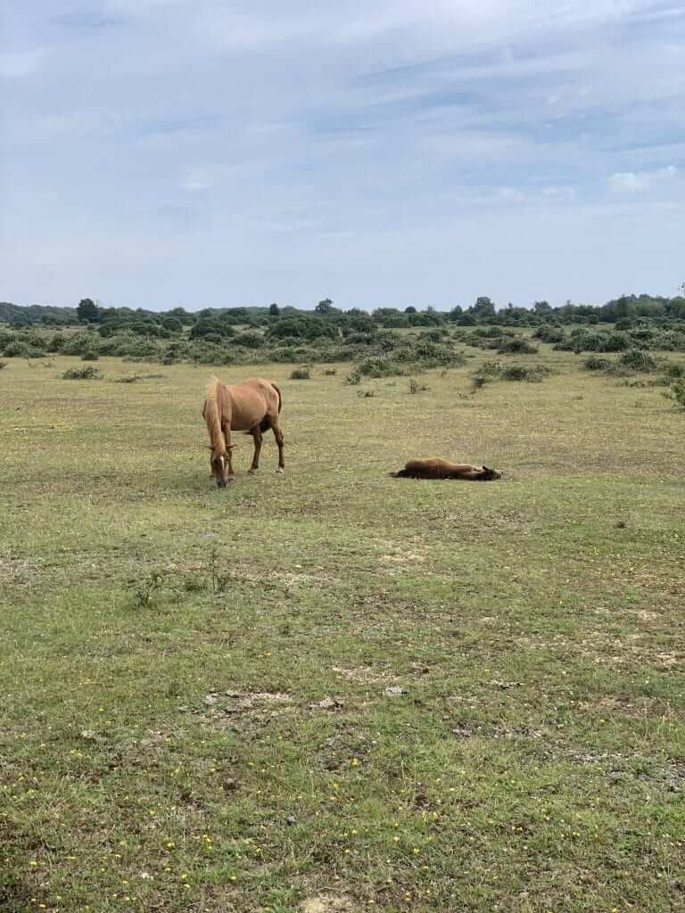 The New Forest